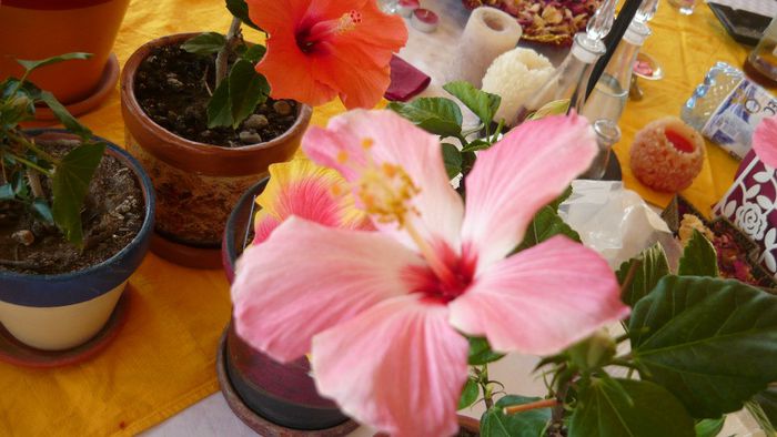Picture 2865 - x 2013 hibiscus rosa sinesis 3