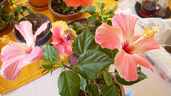 Picture 2866 - x 2013 hibiscus rosa sinesis 3