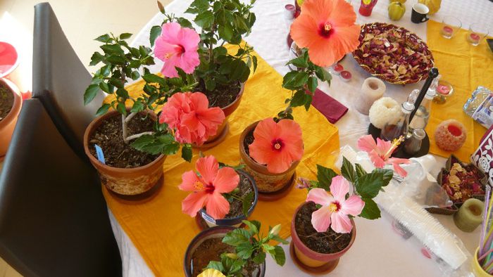 Picture 2868 - x 2013 hibiscus rosa sinesis 3