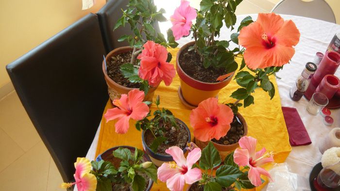 Picture 2870 - x 2013 hibiscus rosa sinesis 3