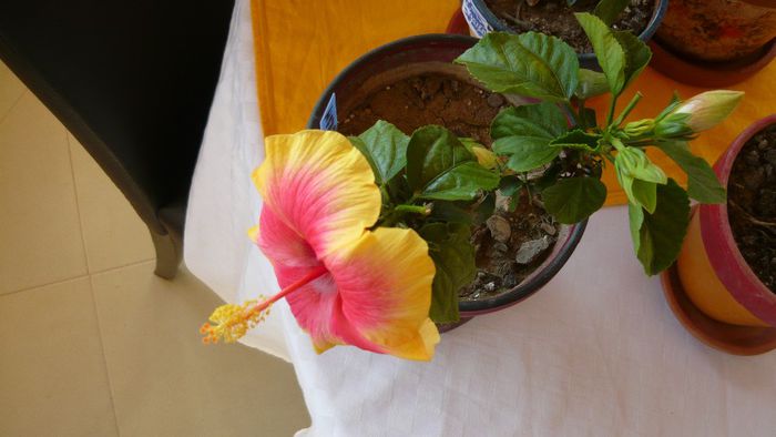 Picture 2871 - x 2013 hibiscus rosa sinesis 3