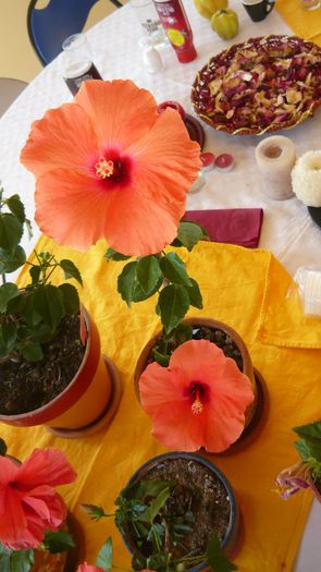 Picture 2872 - x 2013 hibiscus rosa sinesis 3