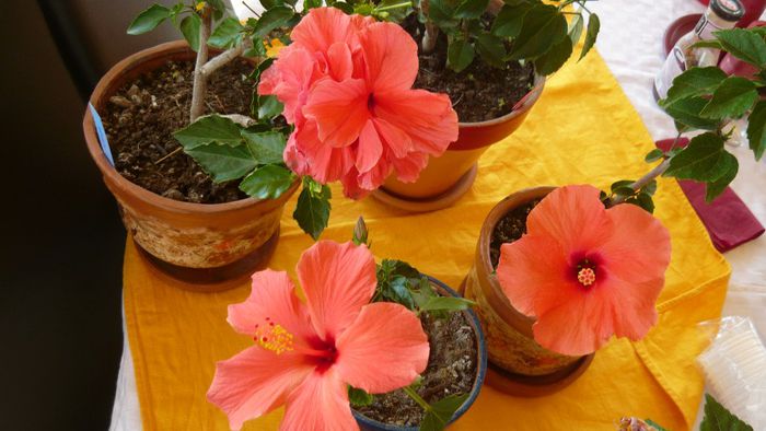Picture 2873 - x 2013 hibiscus rosa sinesis 3