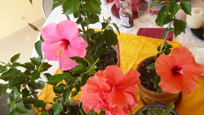 Picture 2874 - x 2013 hibiscus rosa sinesis 3
