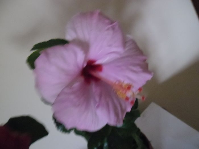Bluerberry - Hibiscus 2013-3