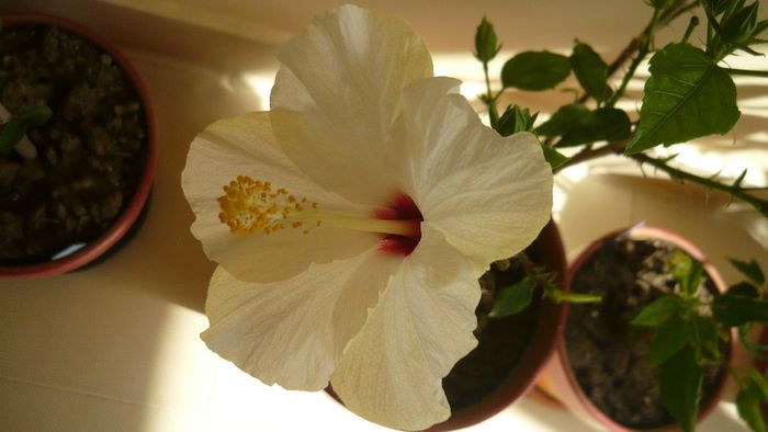 Picture 2942 - x 2013 hibiscus rosa sinesis 3