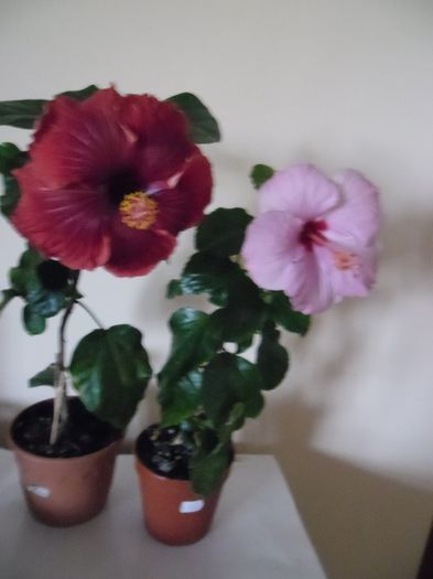 Black Dreams + Bluerberry - Hibiscus 2013-3