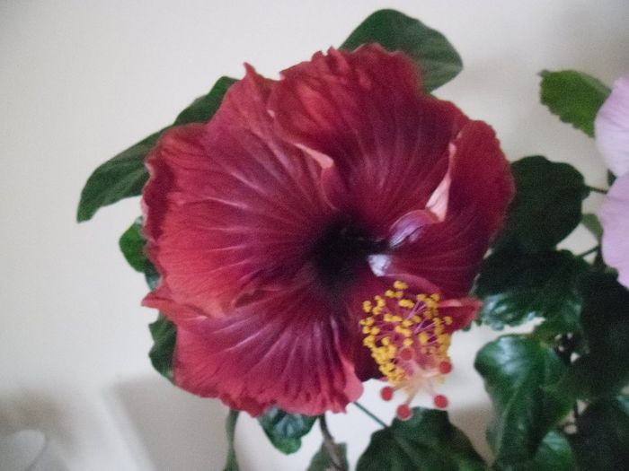 Black Dreams - Hibiscus 2013-3