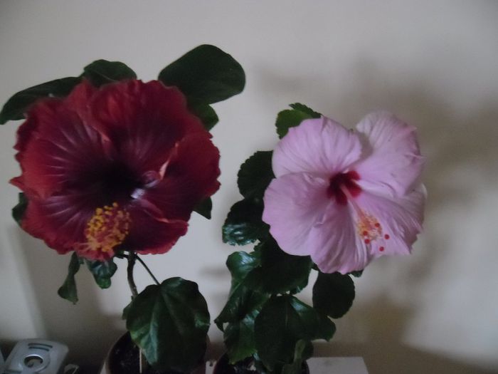 Black Dreams   Bluerberry - Hibiscus 2013-3
