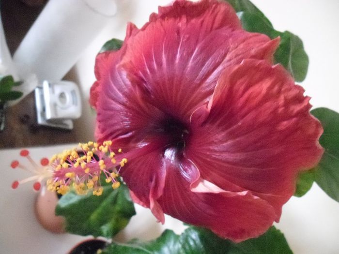 Black Dreams - Hibiscus 2013-3