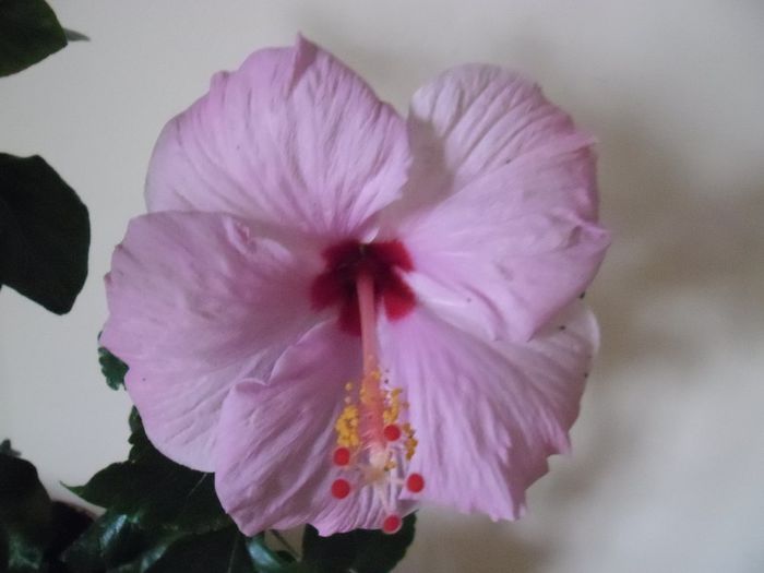 Bluerberry - Hibiscus 2013-3