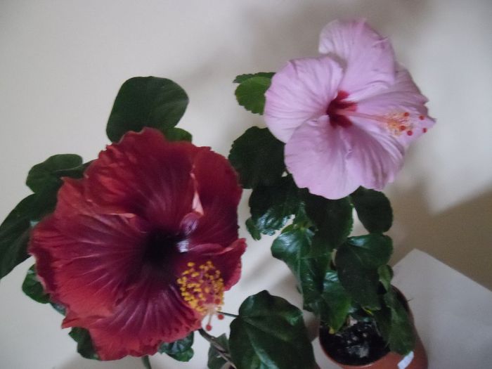 Black Dreams + Bluerberry - Hibiscus 2013-3