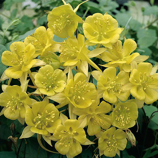 Aquilegia_chrysantha_tmseeds_1_lg - imi doresc pt 2014-2016