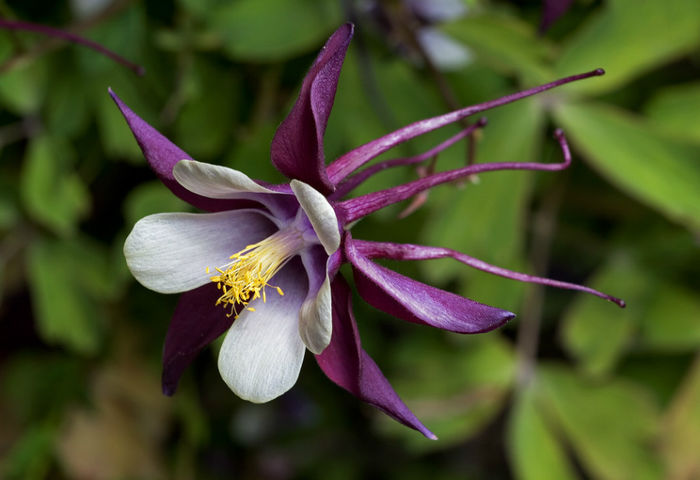 Aquilegia_columbine_magpie_cultivar_2 - imi doresc pt 2014-2016