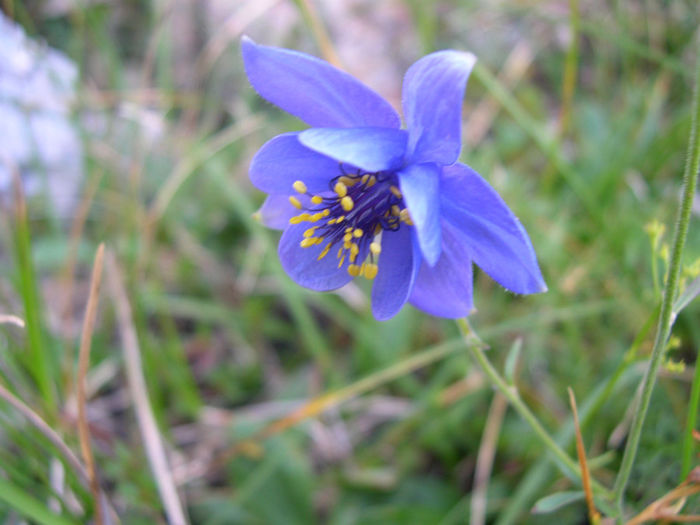 Aquilegia_einseleana - imi doresc pt 2014-2016