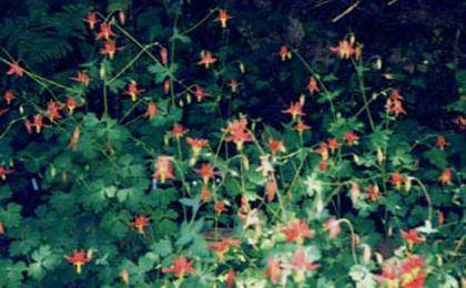 Aquilegia_formosa_at_Hillkeepx