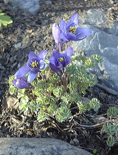 Aquilegia_jonesii_c_Magnar_Aspakar