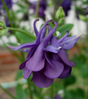 aquilegia_leprechaun_gold_flower - imi doresc pt 2014-2016