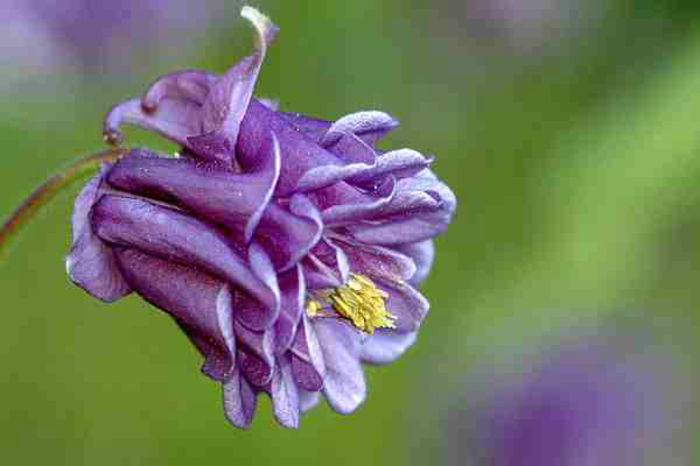 Aquilegia_vulgaris - imi doresc pt 2014-2016