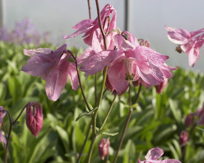 Aquilegia_vulgaris_Heidi - imi doresc pt 2014-2016