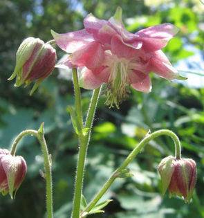 AquilegiaBench070520
