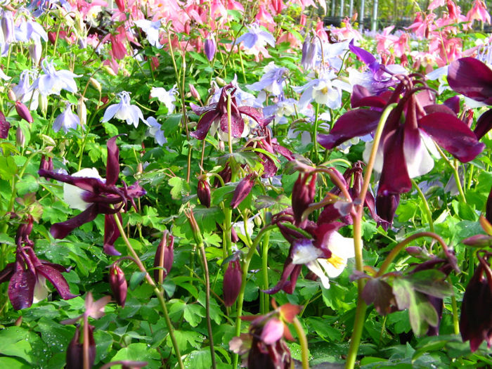 Aquilegia-Fairytale1