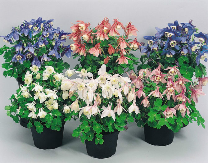 aquilegia-flabellata-cameo-mix-b2770-1