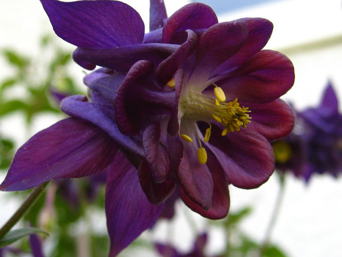 aquilegia-flower1