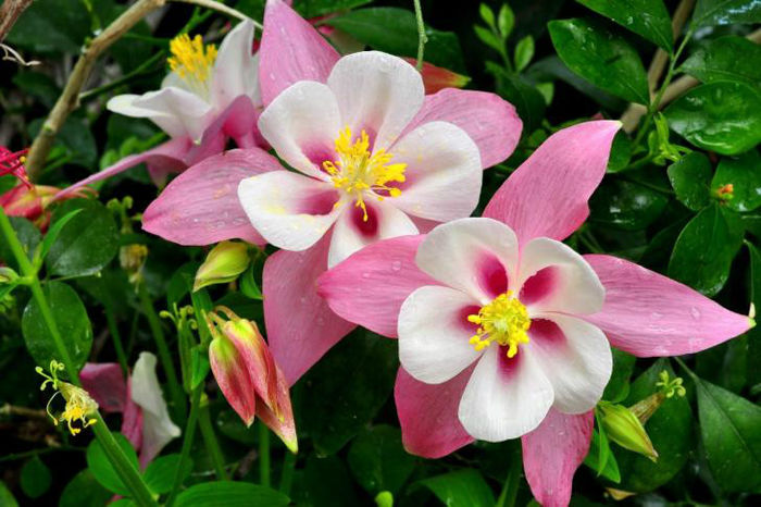 Aquilegia-Flowers-Pink-Green-Drop-Freshness-485x728