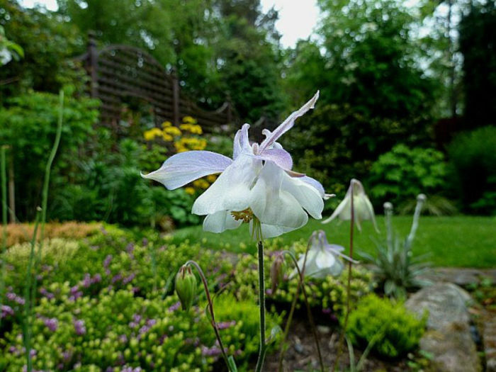 Aquilegia-Fragrans-2-640x480