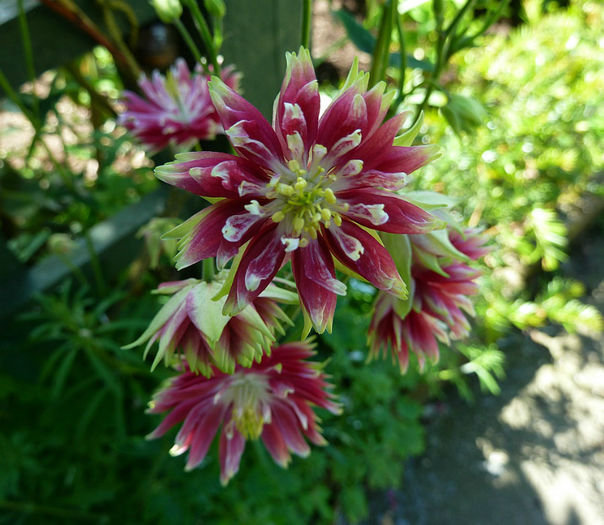 Aquilegia-Nora-Barlow am gasit.