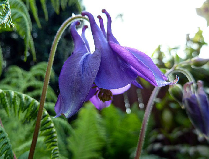 Aquilegia-Rockii