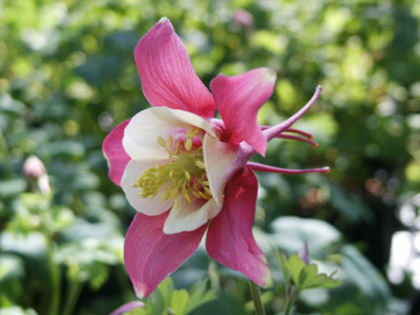 Aquilegia-Swan-RedandWhite