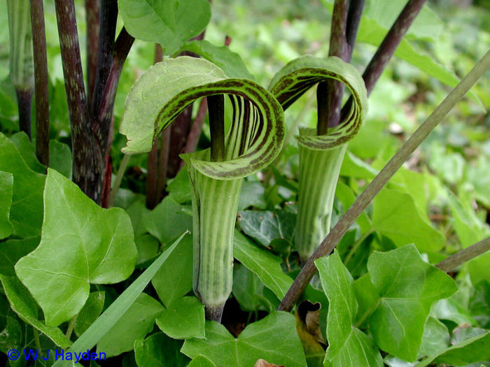 arisaema_triphyllum_BLITHEWOLD_01s