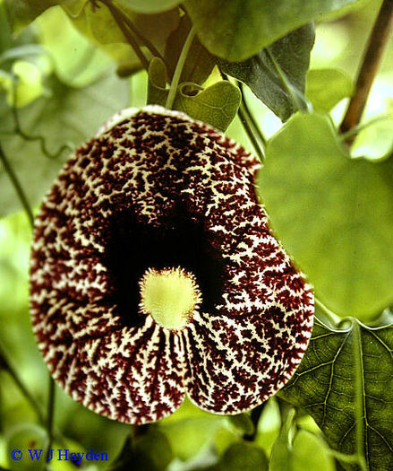 aristolochia_elegans_logees_jul77_01s - imi doresc pt 2014-2016