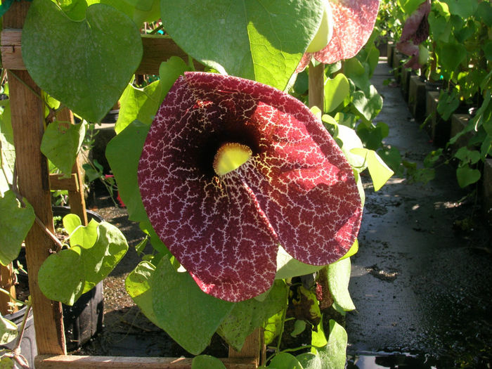 Aristolochia-elegans-Calico-Flower
