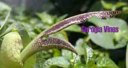 Aristolochia-esperanzae