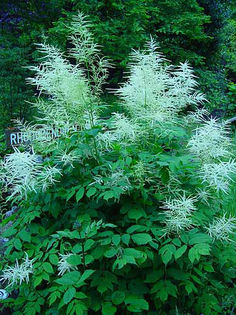 Aruncus%20dioicus