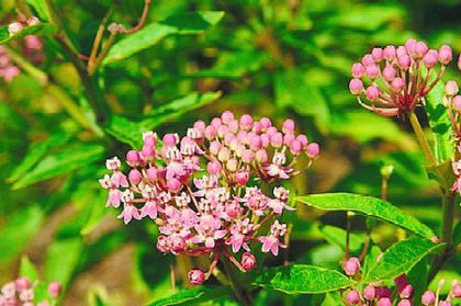 asclepias_incarnata