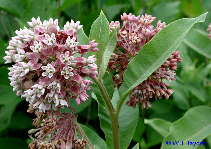 asclepias_syriaca_am gasit