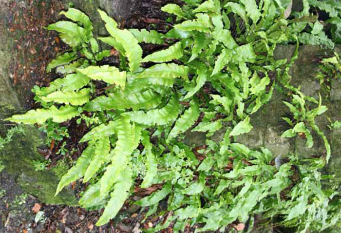 Asplenium%20scolopendrium