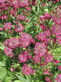 Astrantia%20major%20 - imi doresc pt 2014-2016