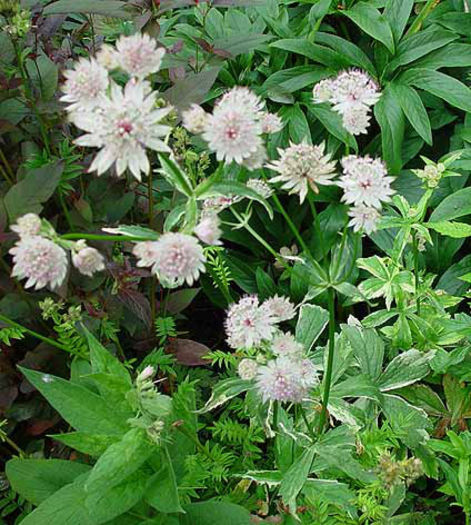 Astrantia%20major%20
