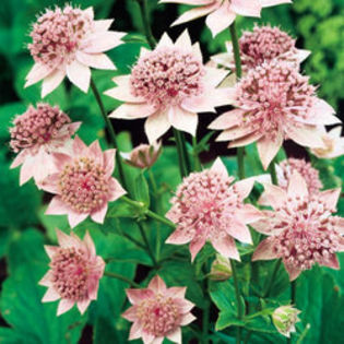 Astrantia%20maxima