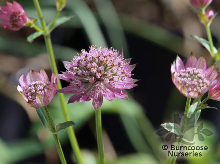 astrantia_major_lola_4922