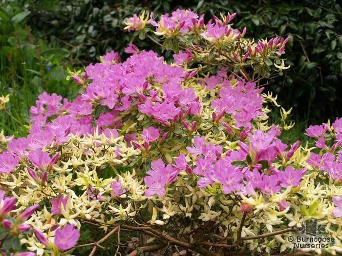 azalea_caerhays_lavender_442~3