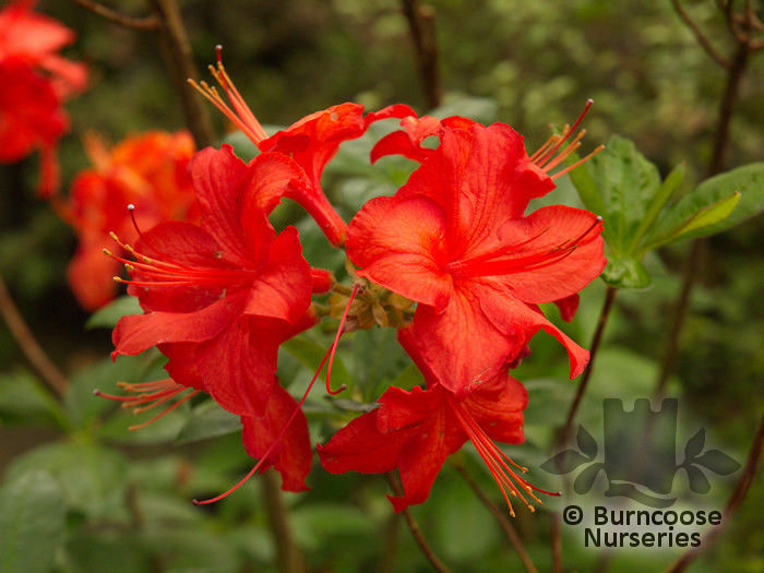 azalea_decidous_royal_command_431