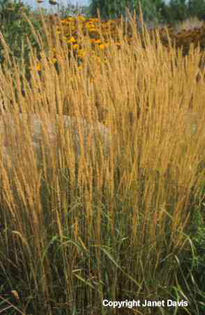 Calamagrostis%20acutiflora%20