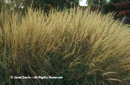 Calamagrostis%20acutiflora%20