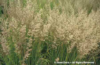 Calamagrostis%20brachytricha
